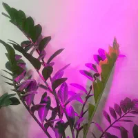 زاموفیلیا|گل و گیاه طبیعی|تهران, حافظیه|دیوار