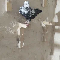 پلاکی و دورگ|پرنده|شوش, |دیوار