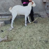 بز دورگ چینی