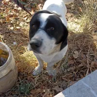 سگ نگهبان|سگ|مشهد, دوست آباد|دیوار