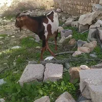 کهره نر|حیوانات مزرعه|مهر, |دیوار