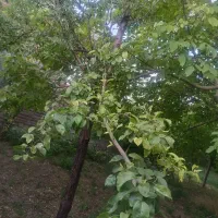 اجاره-خانه