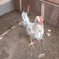 جوجه مرغ محلی ۴ ماه