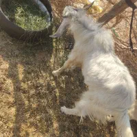 کهره نر چاغ