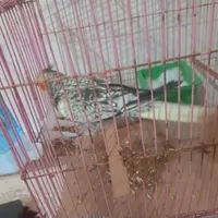 عروس هلندی گم شده|حیوانات|بجنورد, |دیوار
