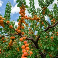 نـهـال زرـدآلو نخجوان درشت پرآب و بازارپسند