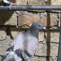 قره سبز کاکولی