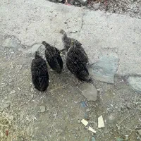 ۴تاجوجه بوقلمون