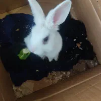 خرگوش باهوش