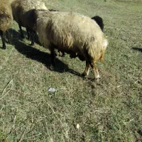 حیوان