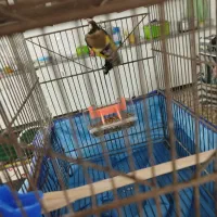 سهره ماده|پرنده|کوهدشت, |دیوار