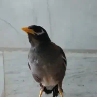 مرغ مینا