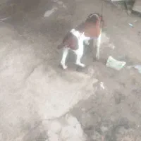 توله