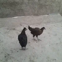 مرغ