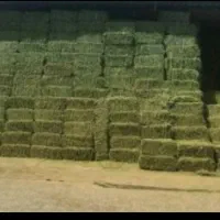 یونجه درجه ۱