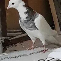 3عددکبوتر طوقی کاغذی و دوتا سرور مهر|پرنده|قم, بلوار امین و ساحلی|دیوار