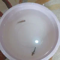 دوعدد ماهی فقط و فقط رایگان|ماهی|بندرعباس, |دیوار