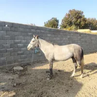 نریون ترکمن. کرد 3 ساله|اسب و تجهیزات اسب‌سواری|هشتگرد, تهران دشت|دیوار