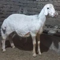 قوچ و بره قوچ کیلویی|حیوانات مزرعه|ملایر, |دیوار