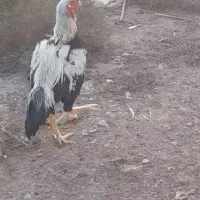 لاری صابونی نژاد دار|پرنده|پارسآباد, |دیوار