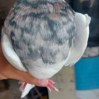 طوقی پراندنی ۲۰۰ هزار|پرنده|کبودرآهنگ, |دیوار