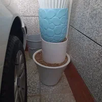 گلدان سالم|گل و گیاه طبیعی|بندر ماهشهر, |دیوار