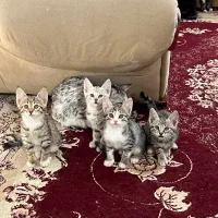 فروشی|گربه|تربت‌حیدریه, مظفریه|دیوار