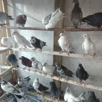 گبوتر پرشی خیلی عالی|پرنده|نقده, |دیوار