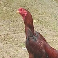 فروش مرغ وخروس