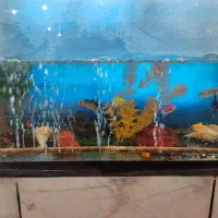 آکواریوم با ماهی های زینتی و تمامی وسایل