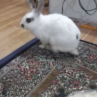 خرگوش رام دستی