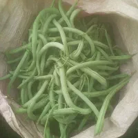 لوبیا سبز درجه یک