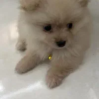 پامر ۳ ماهه فوق العاده حتمابخونید