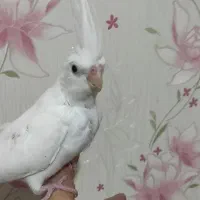 عروس هلندی جوجه