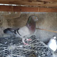 کفتر سبز|پرنده|بندرعباس, |دیوار