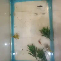 اکواریوم وماهی و لوازم معاوضه باپرنده|ماهی|علی‌آباد کتول, |دیوار