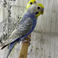 سه عدد مرغ عشق رینبو نر بالغ و آماده جفت|پرنده|بابل, |دیوار