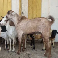 2نری میش محلی بره نر کهره نر گیسه بز داشت کشتن|حیوانات مزرعه|بندرعباس, |دیوار