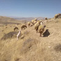 ۵۱ راس میش وبره مال داشتی و مالچه همه شیشکی|حیوانات مزرعه|کوهدشت, |دیوار