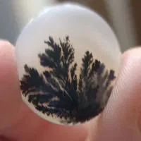 سنگ شجر طبیعی