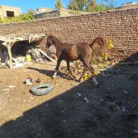 اسب|اسب و تجهیزات اسب‌سواری|سلماس, |دیوار