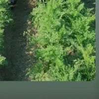 هویچ-شوری