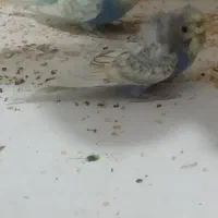 مرغ عشق پروانه ای ماده