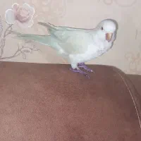 طوطی راهب ماده