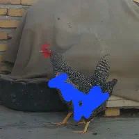 خروس پیلموت