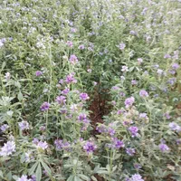 پرس یونجه|خوردنی و آشامیدنی|اصفهان, ارداجی|دیوار