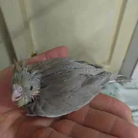 جوجه عروس هلندی