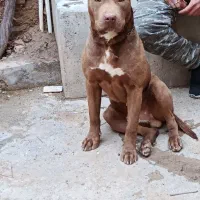 واگذاری پیت بول نر