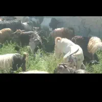 بزغاله نر30عددبرای قربانی