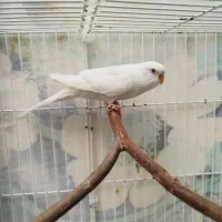 مرغ عشق ماده